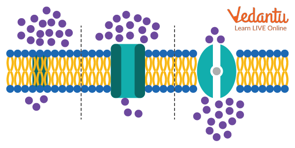 Facilitated Diffusion