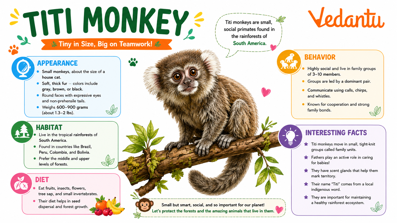 Titi Monkey sitting on a tree branch