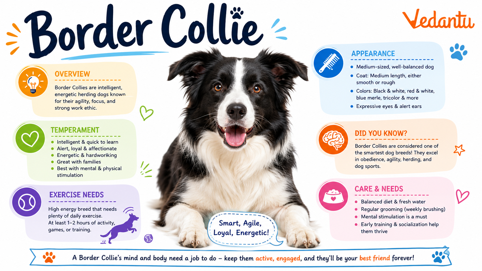 Border Collie dog standing alert