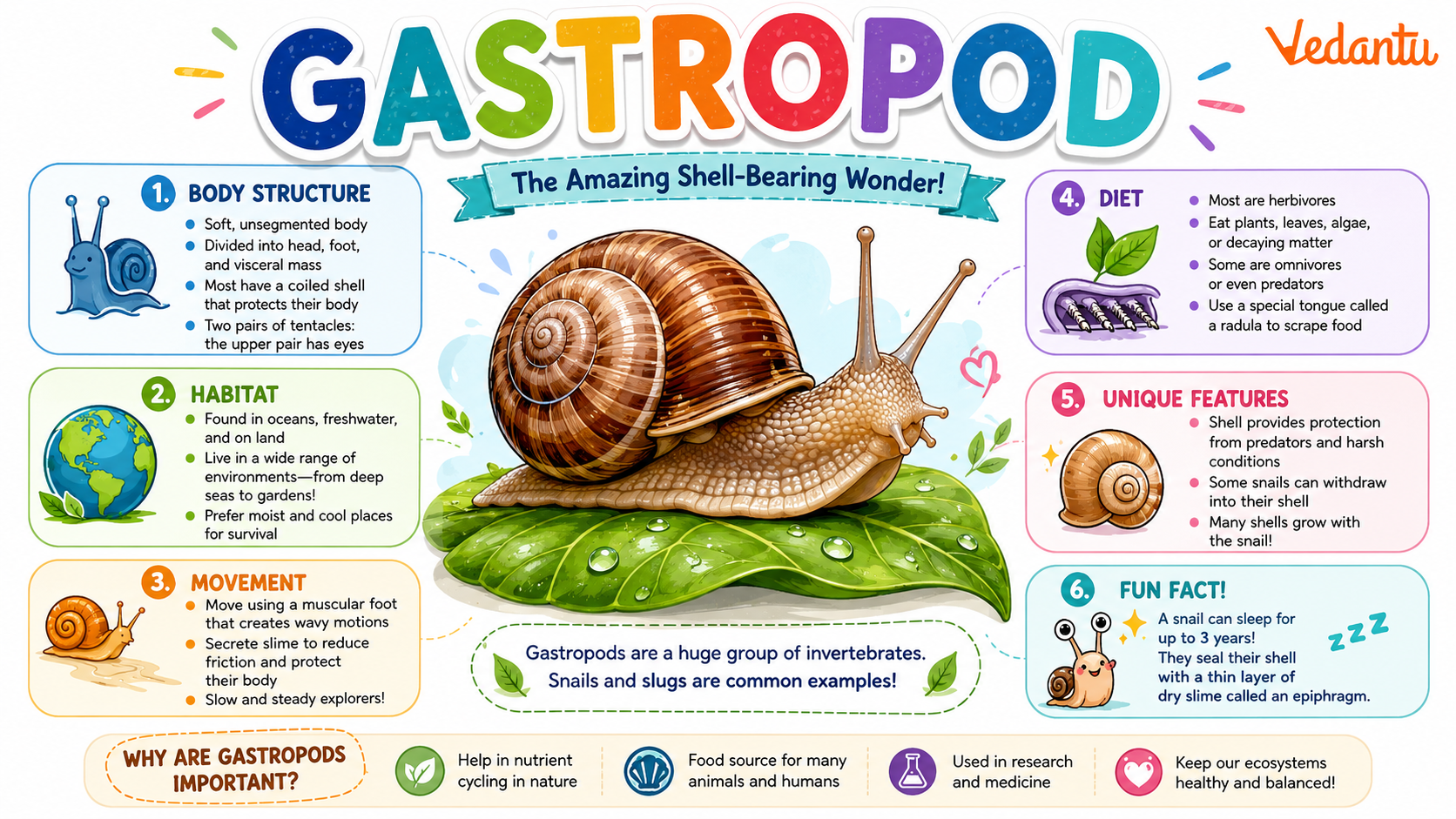 Gastropod animal showing spiral shell and soft body