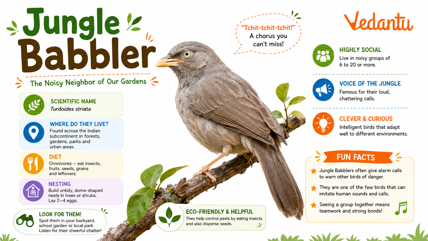 Jungle Babbler bird sitting on a branch