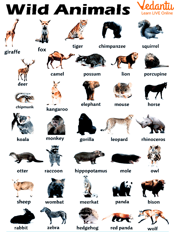 List of 100+ Wild Animals Name, Animals Vocabulary in 2023