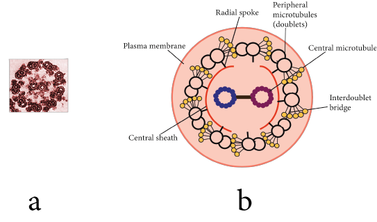 Electronic micrograph & Structure of cilia and flagella