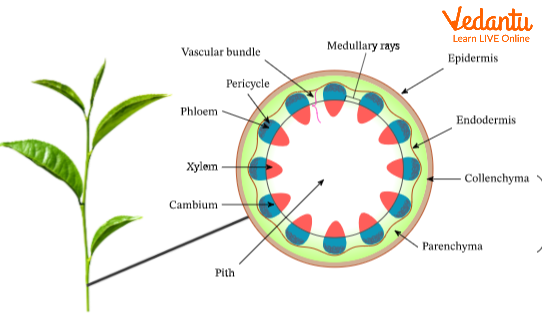 Stem Structure of a Plant