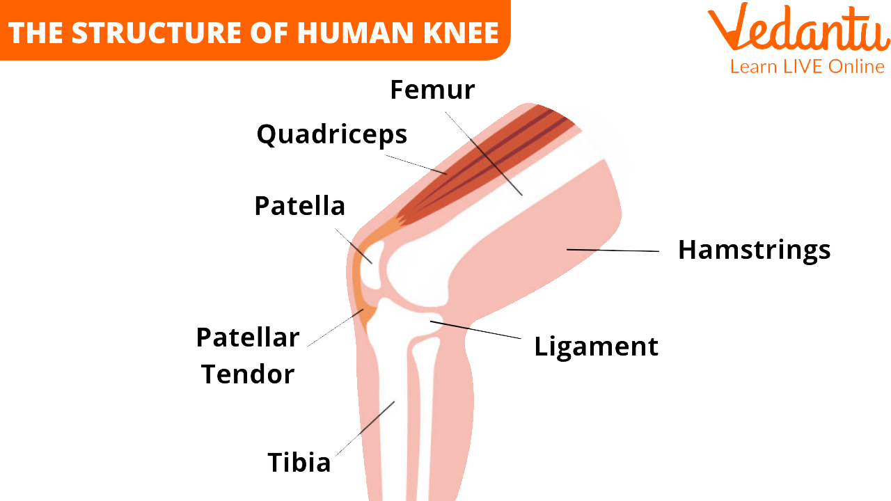 Diagram of the knee