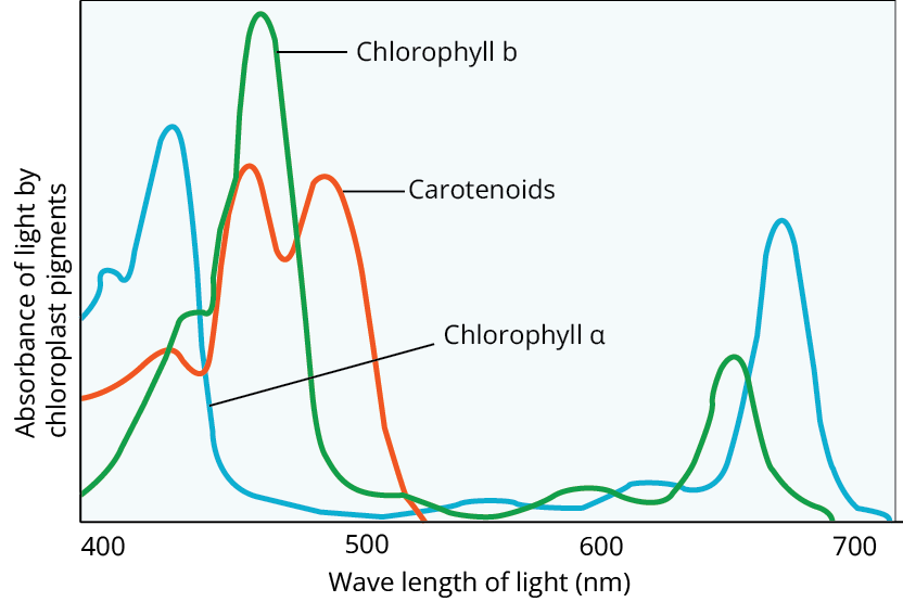 Absorption spectrum of Chlorophyll-a, b, and Carotenoids