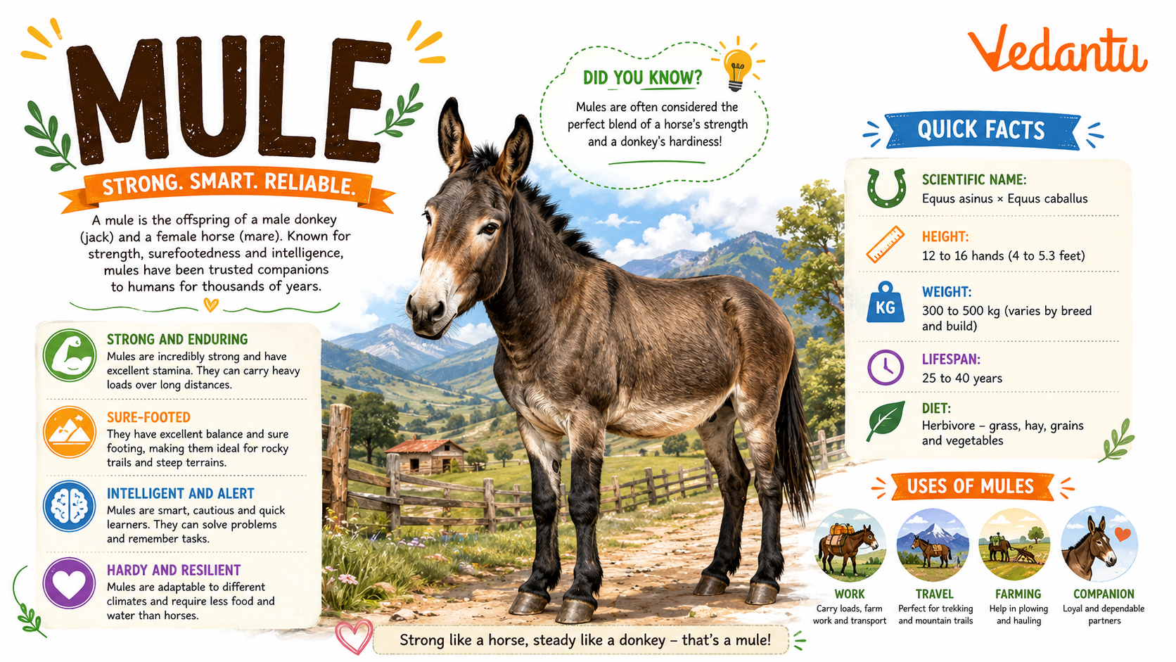 Mule