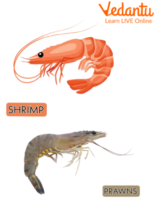 Shrimp and Prawn