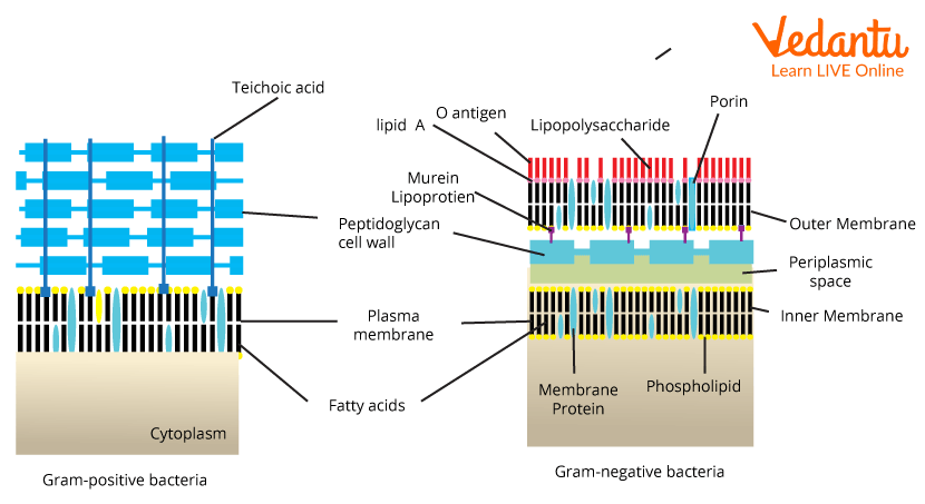 Peptidoglycan structure