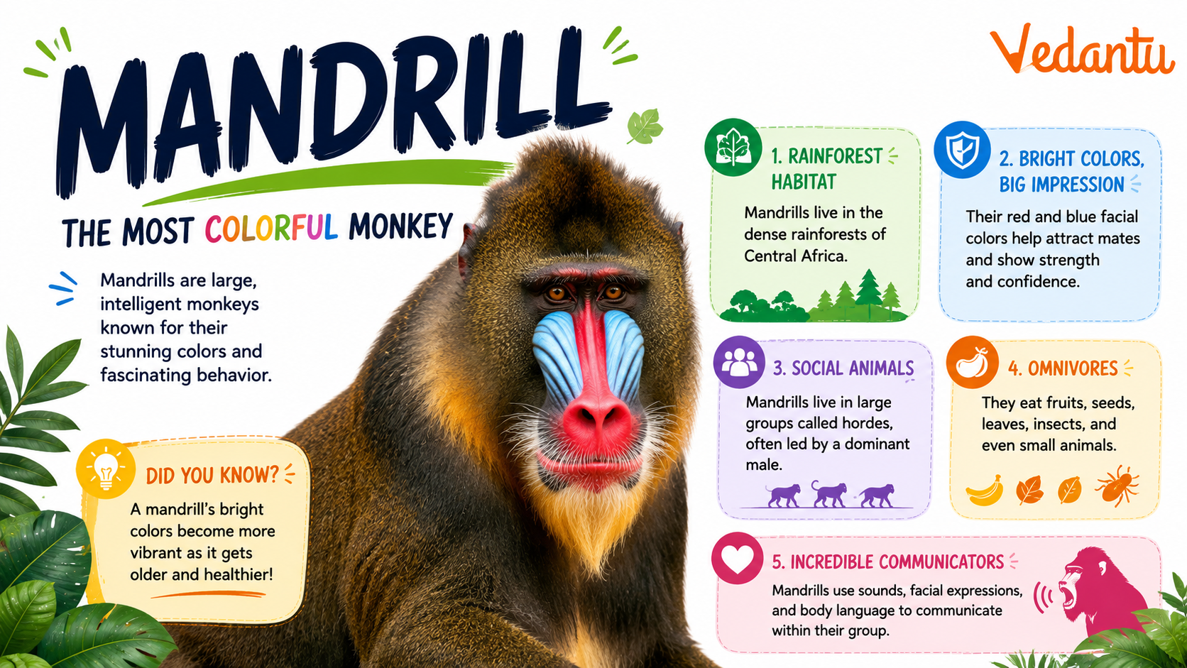Mandrill