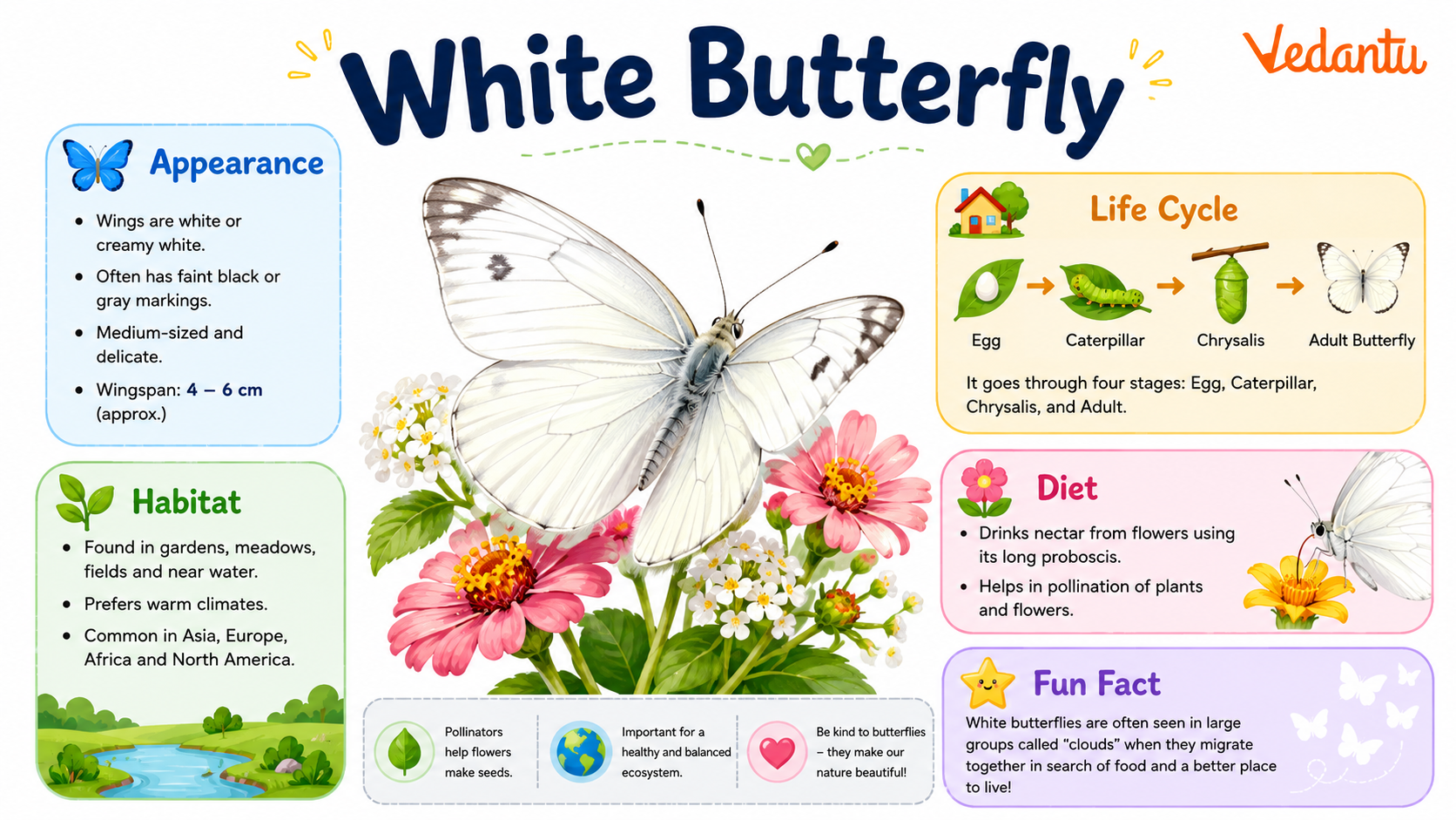 White Butterfly with white wings resting on a flower