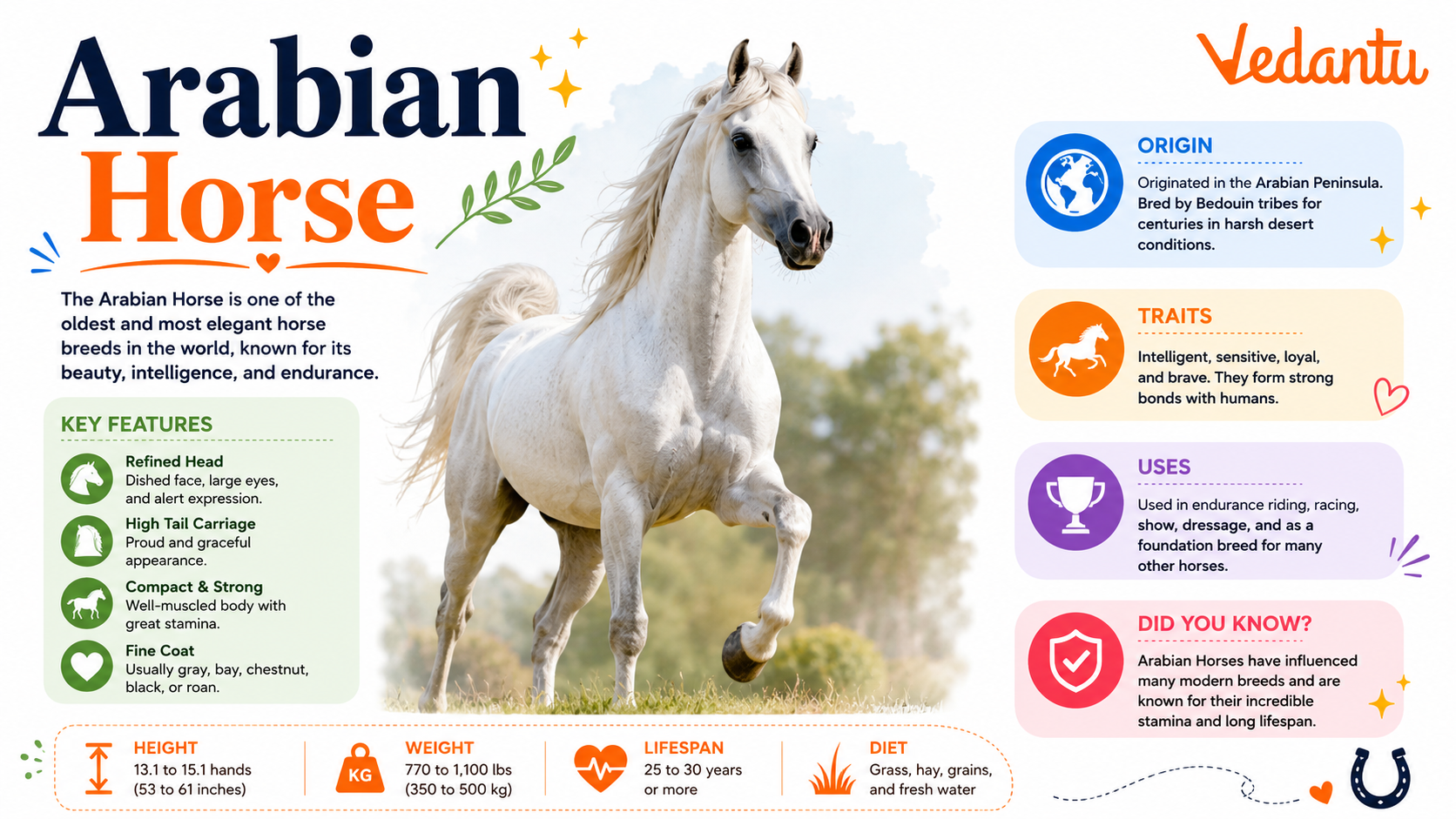 Arabian Horse