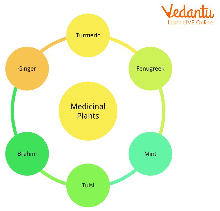 Medicinal Plants