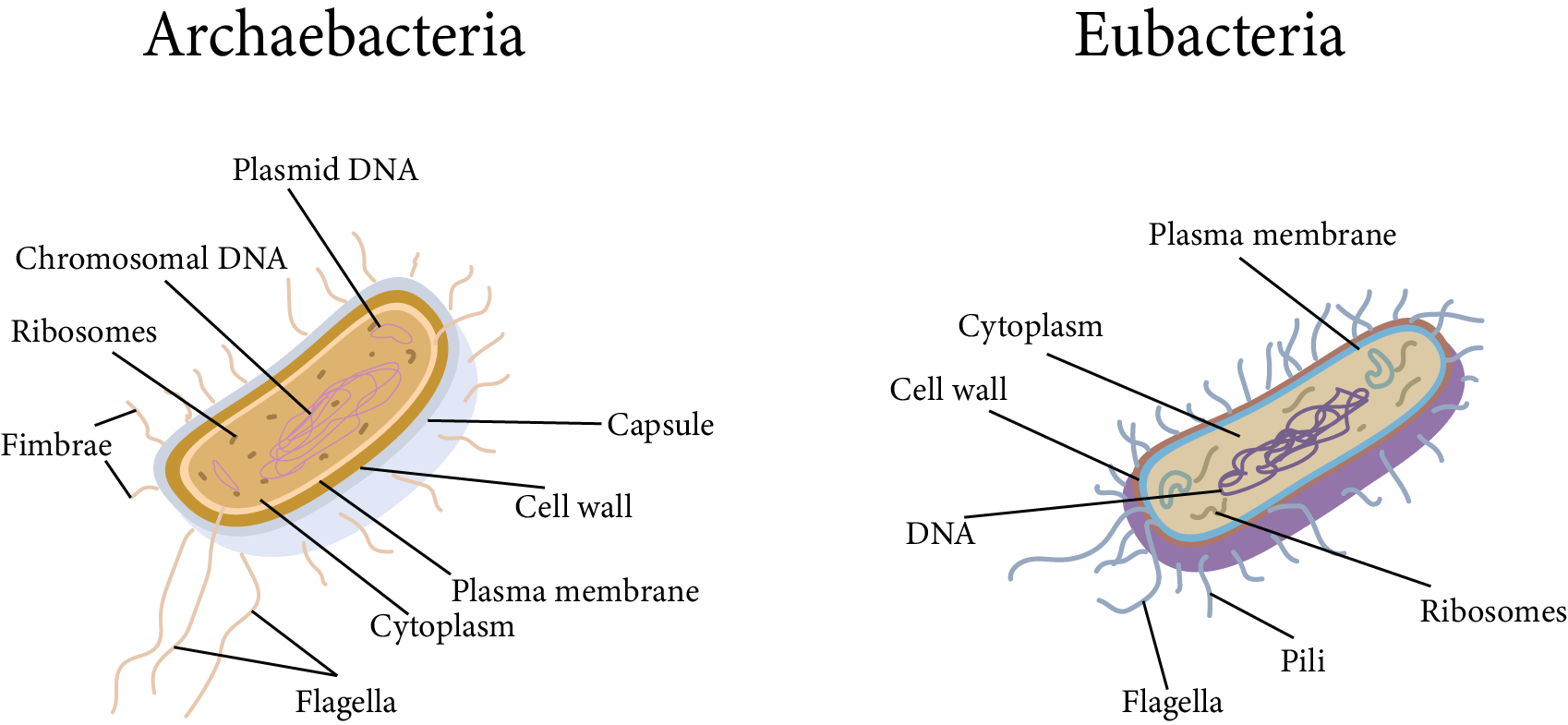 Archaebacteria and Eubacteria