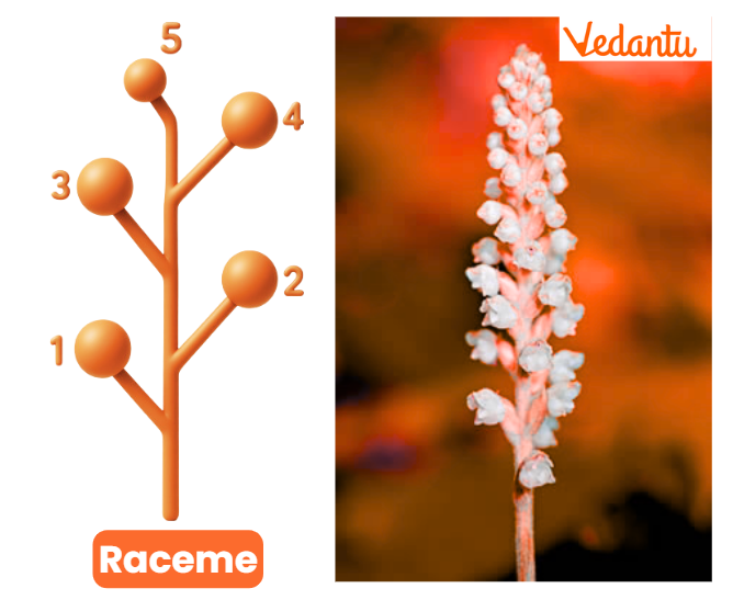Types of Racemose Inflorescence -  Raceme