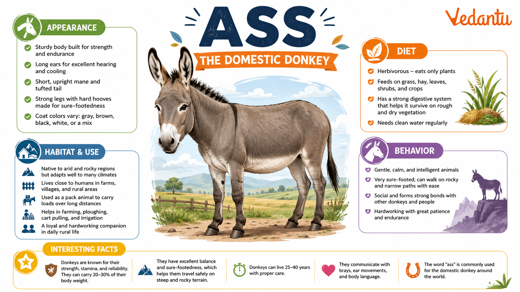 Ass animal standing in field
