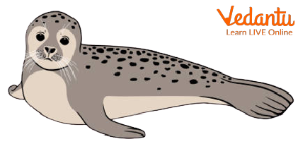 The Harbour Seal