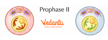 Meiosis II - Prophase II