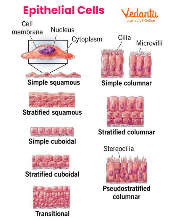Types of Epithelial Cells