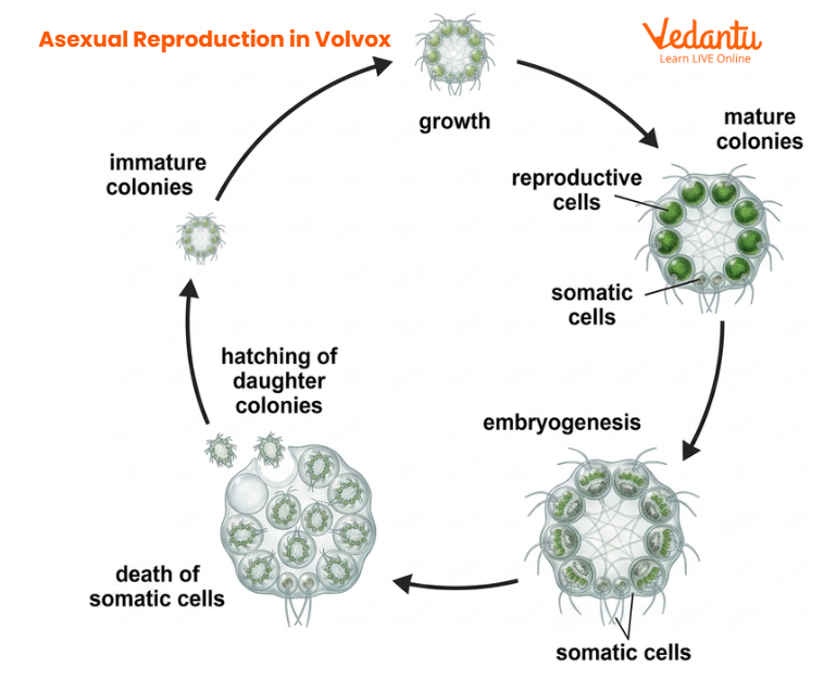 Asexual Reproduction in Volvox