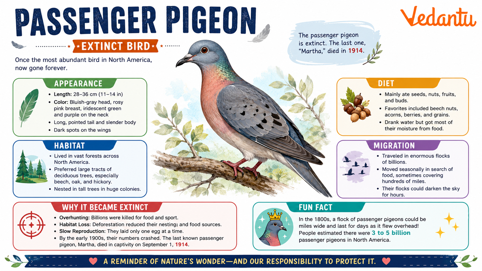 Passenger Pigeon bird