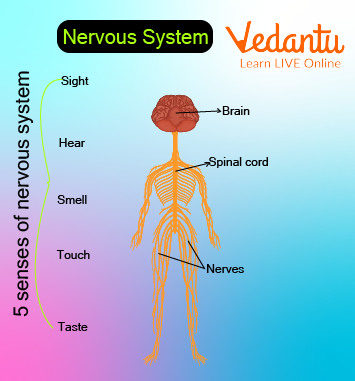 Nervous System