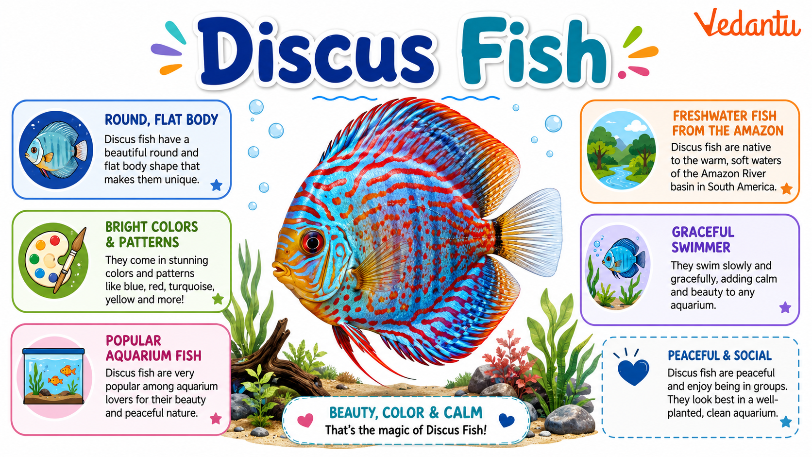 Discus Fish