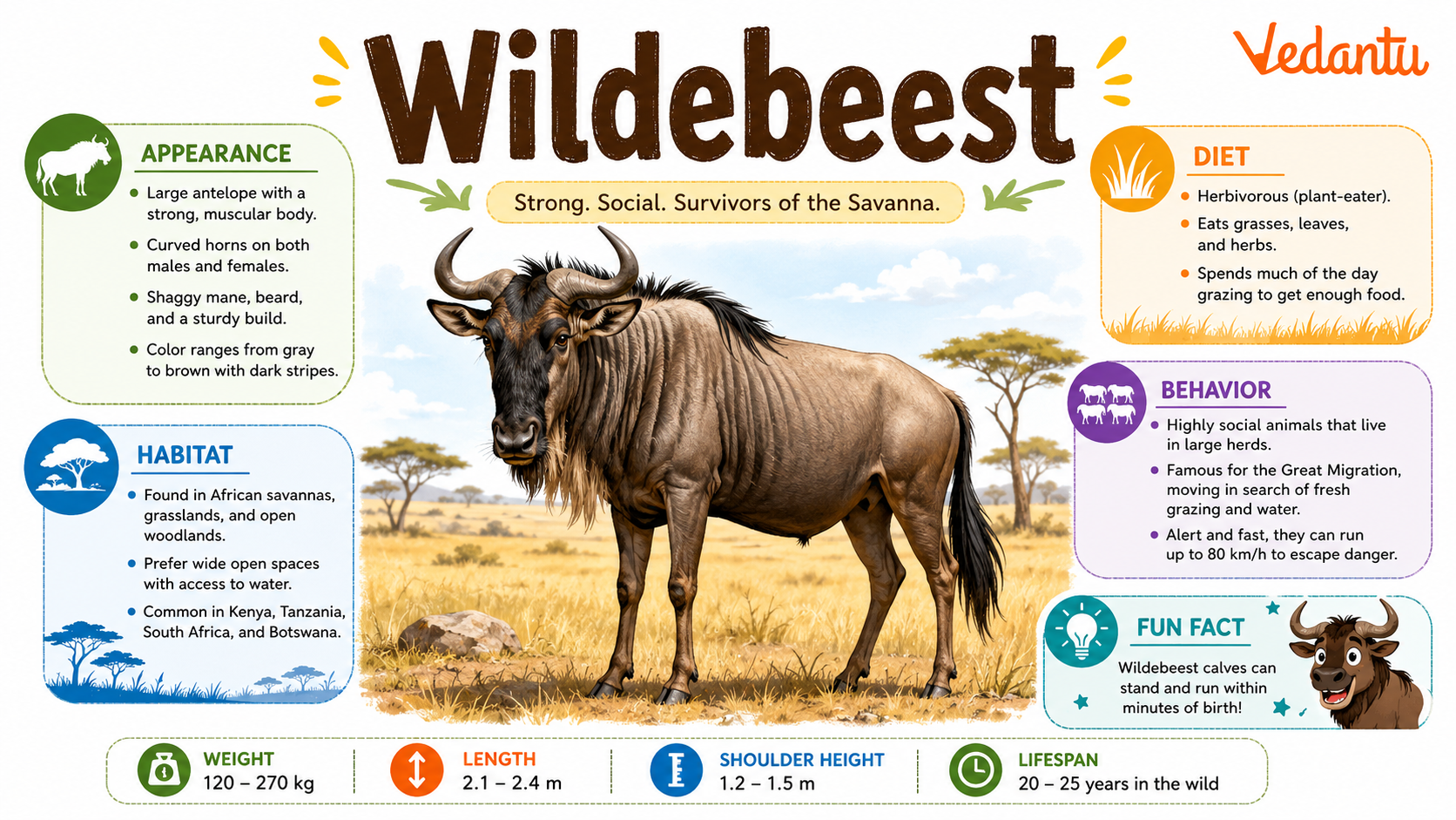Wildebeest standing on African grassland
