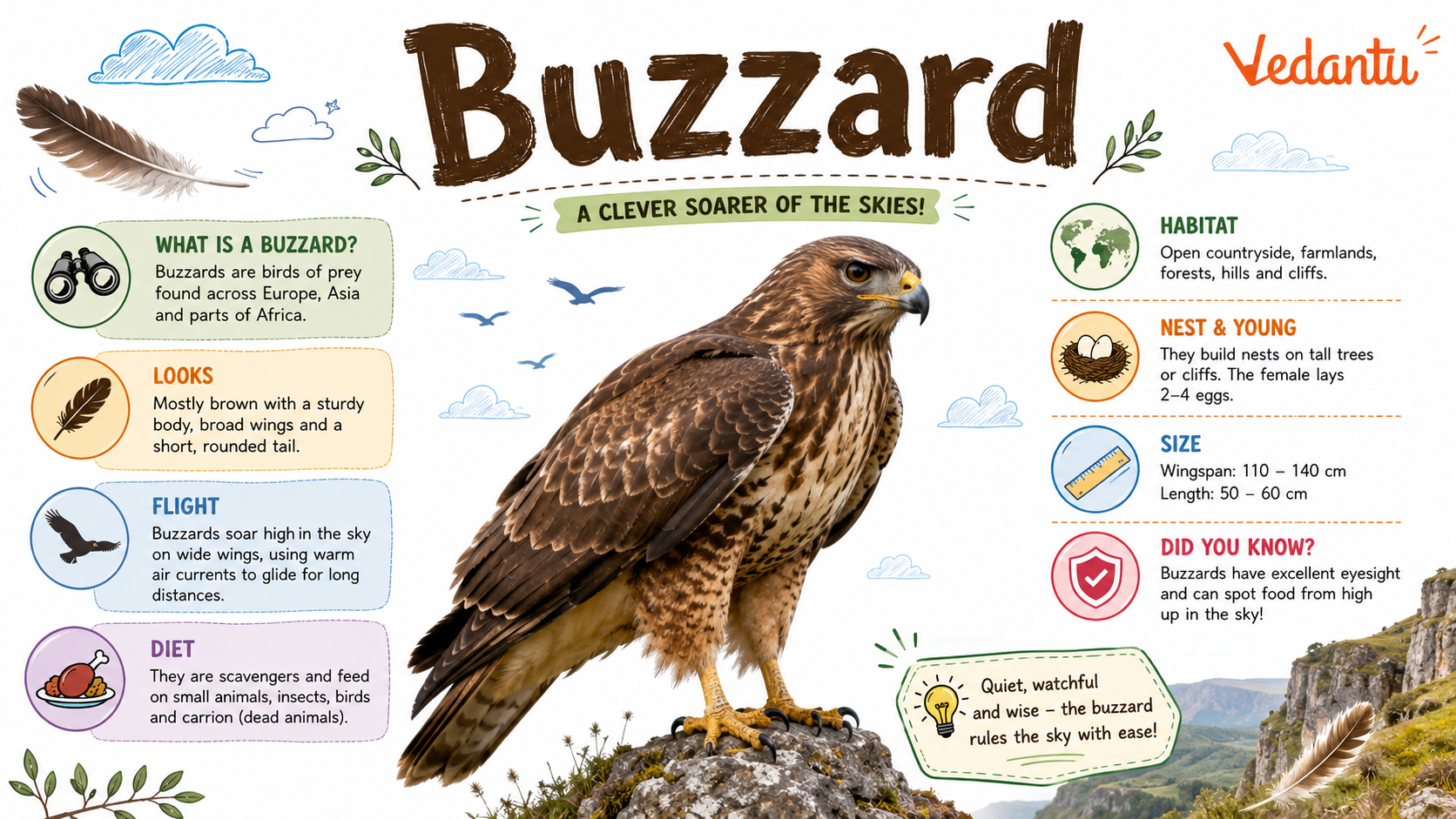 Buzzard bird of prey soaring in the sky