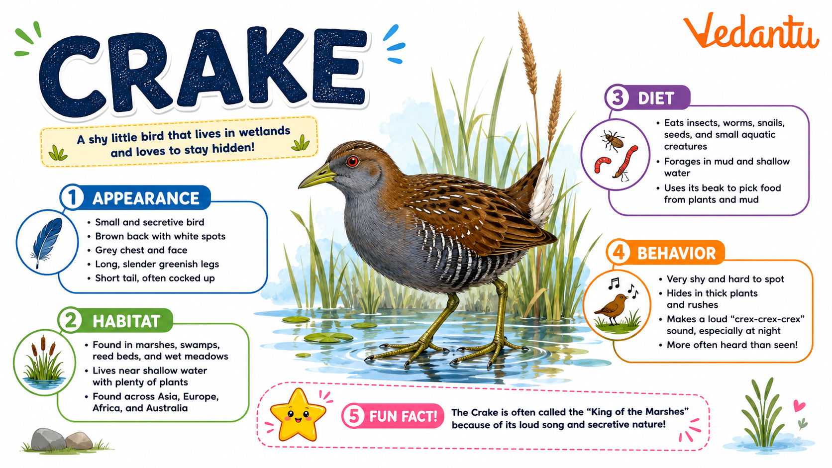 Crake bird standing in wetland grass