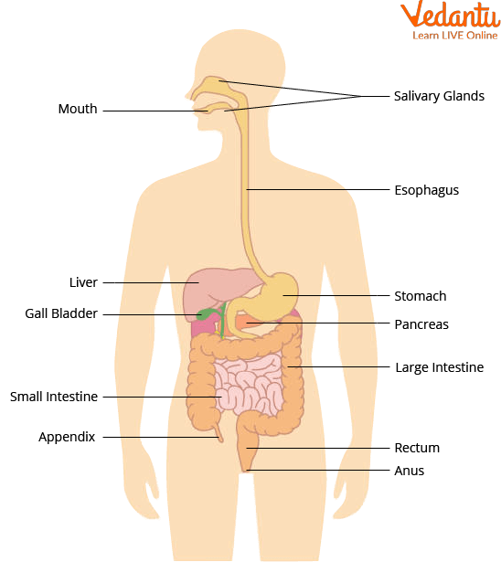 Human Digestive System