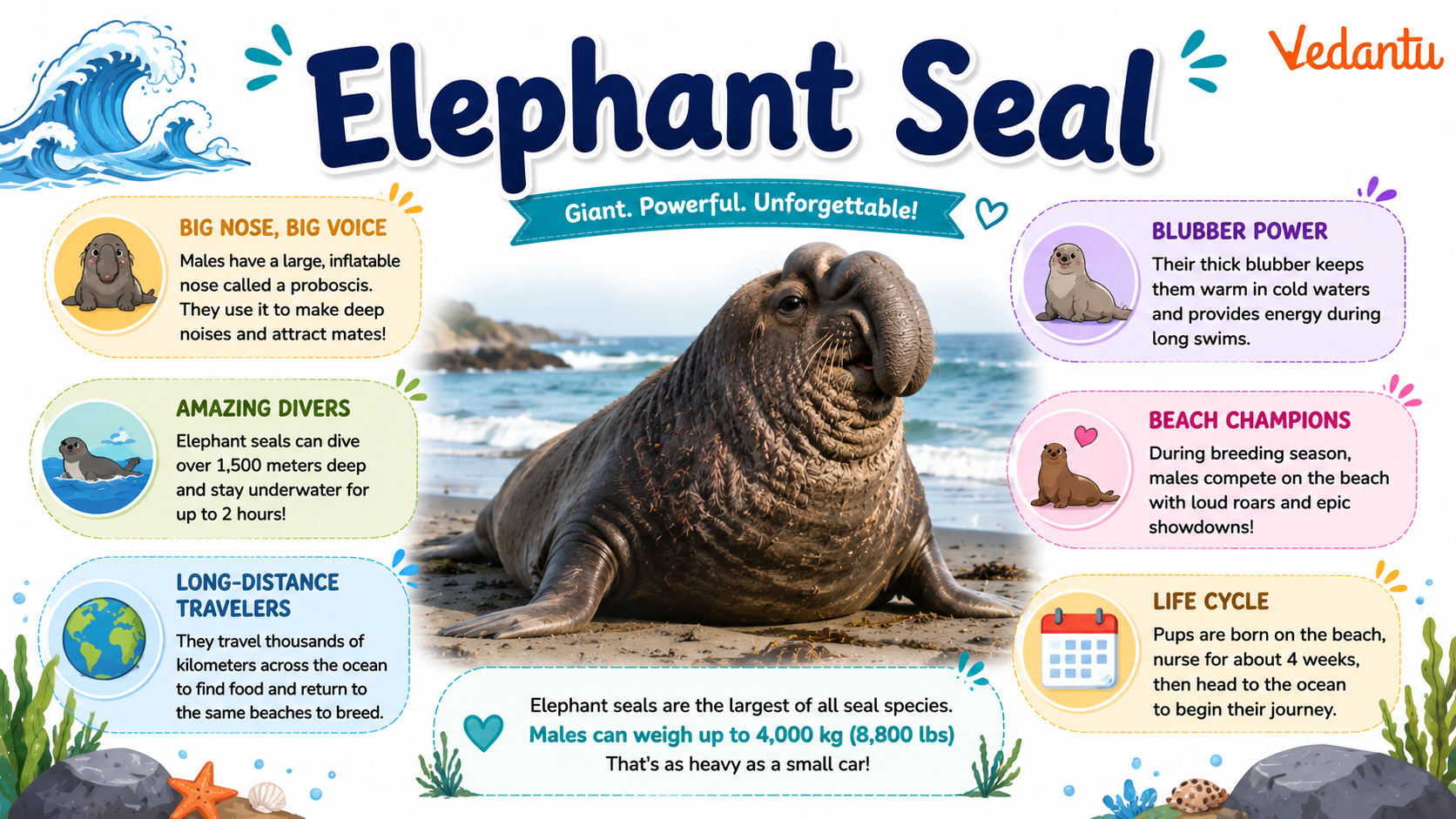 Elephant Seal resting on beach