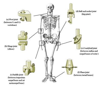 Types of Joints Found in the Human Body