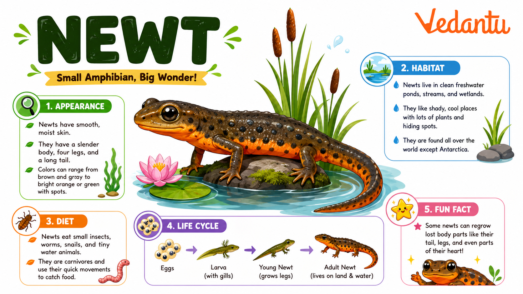 Newt amphibian resting near water