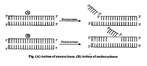 Action of Exonuclease