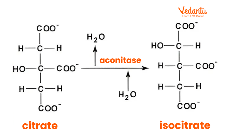 Citrate to Isocitrate