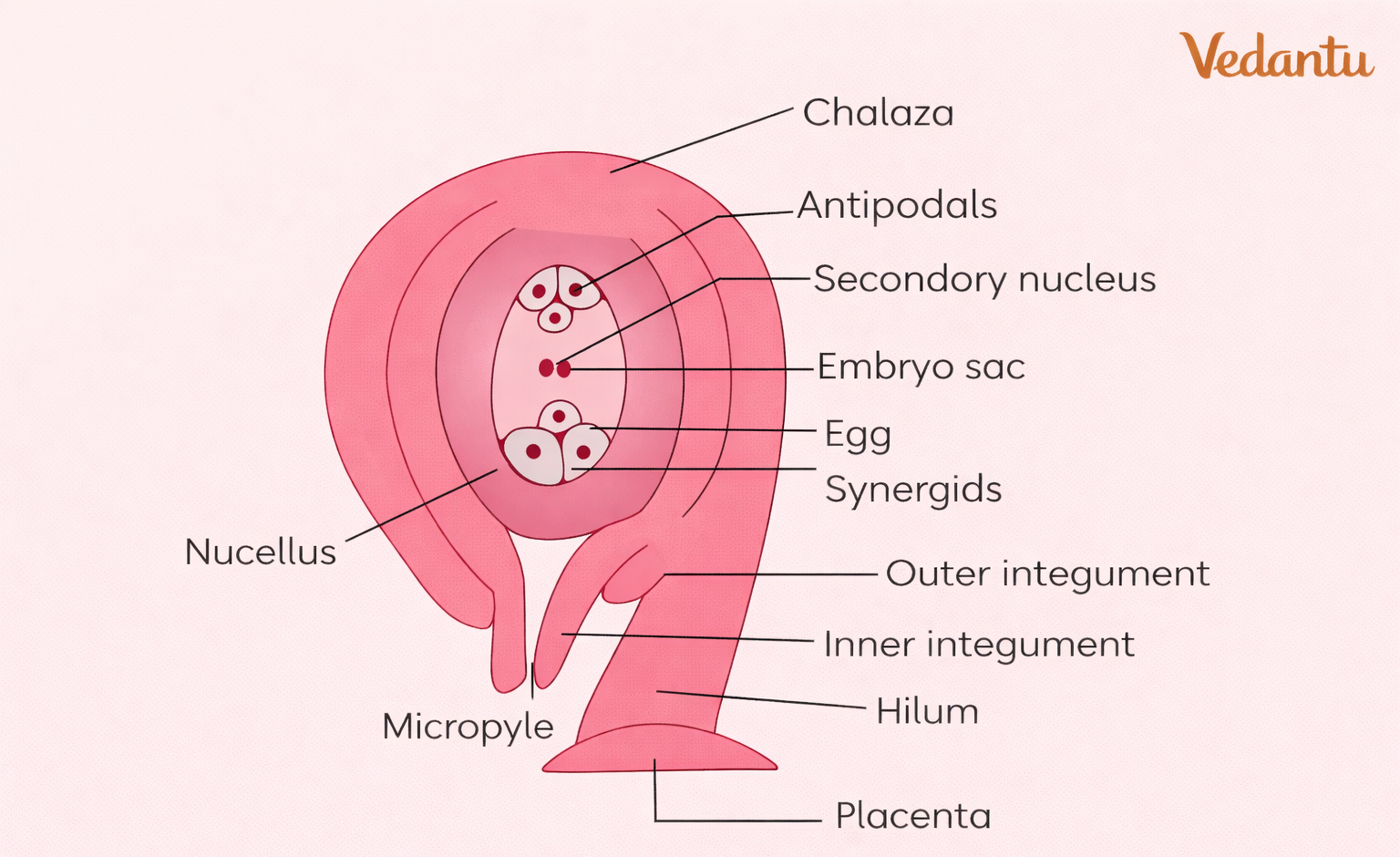 anatropous ovule diagram