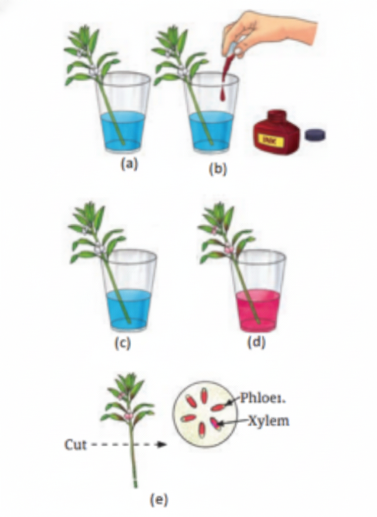 Fig. Experiment to check for water transportation in plants