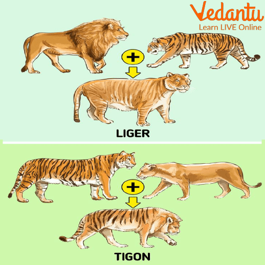 Hybridisation of Tiger