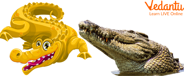 Crocodile vs. Alligator: What's the Difference? - Confused Words