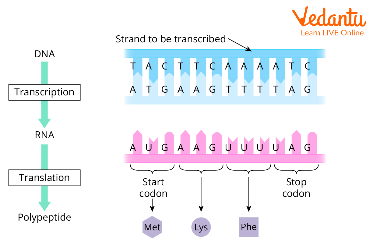 Codon in Ribosome