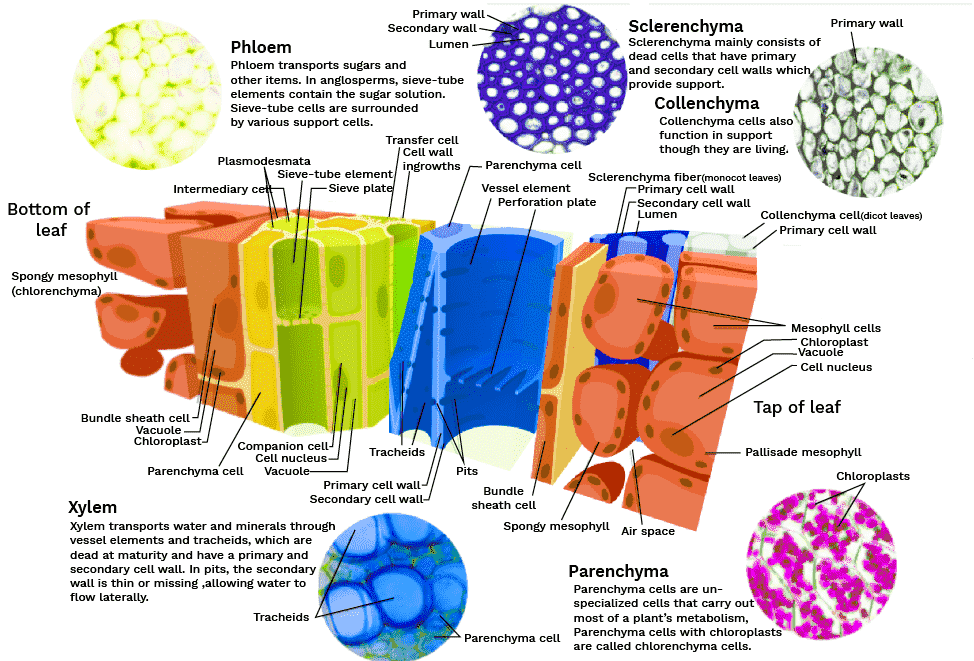 Classification of different types of plant tissues