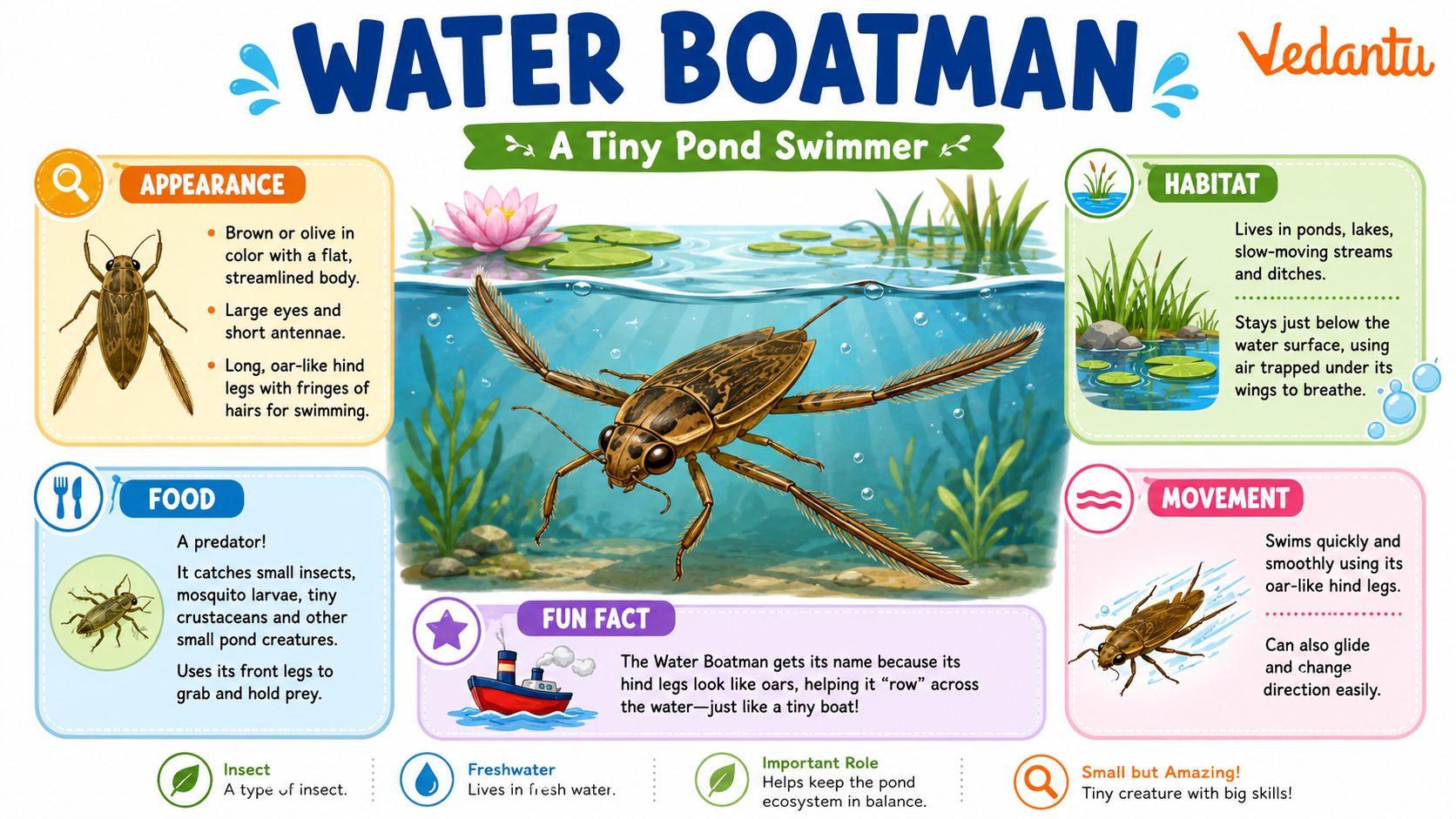 Water Boatman insect swimming in water