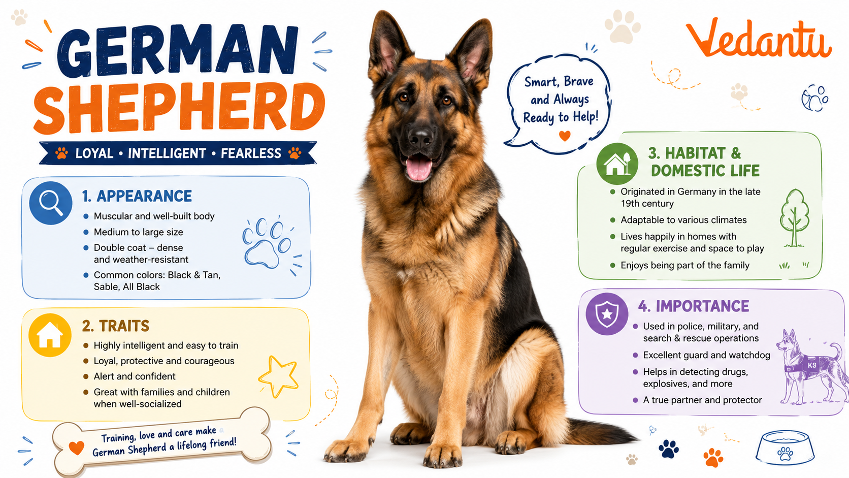 German Shepherd dog standing alert