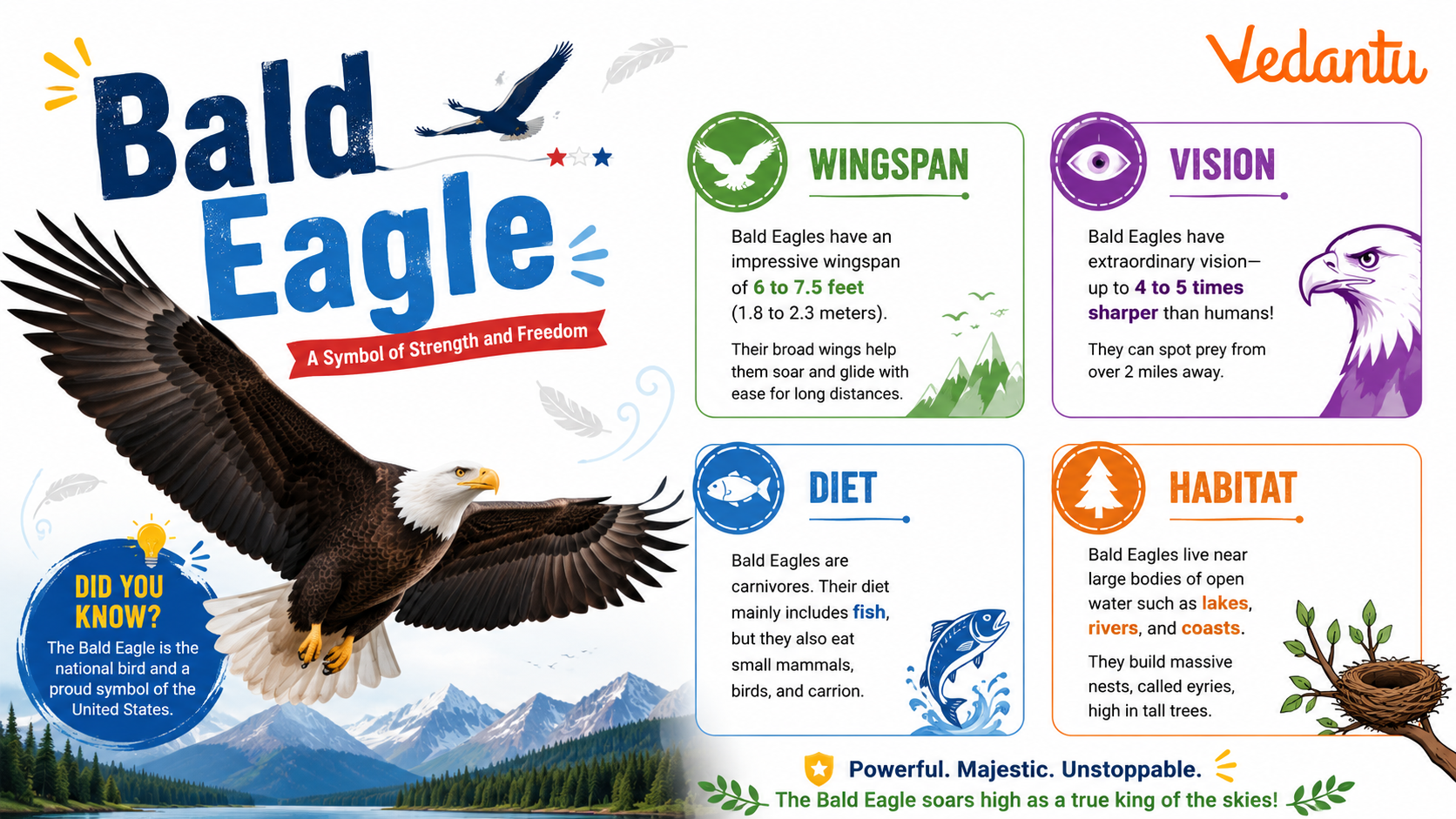 Bald Eagle