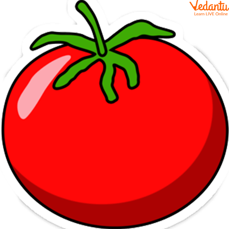 Tomato