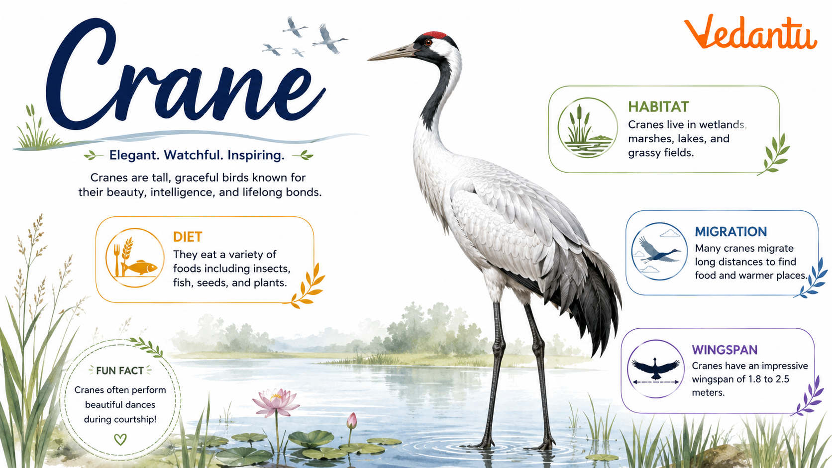 Crane bird standing in wetland habitat