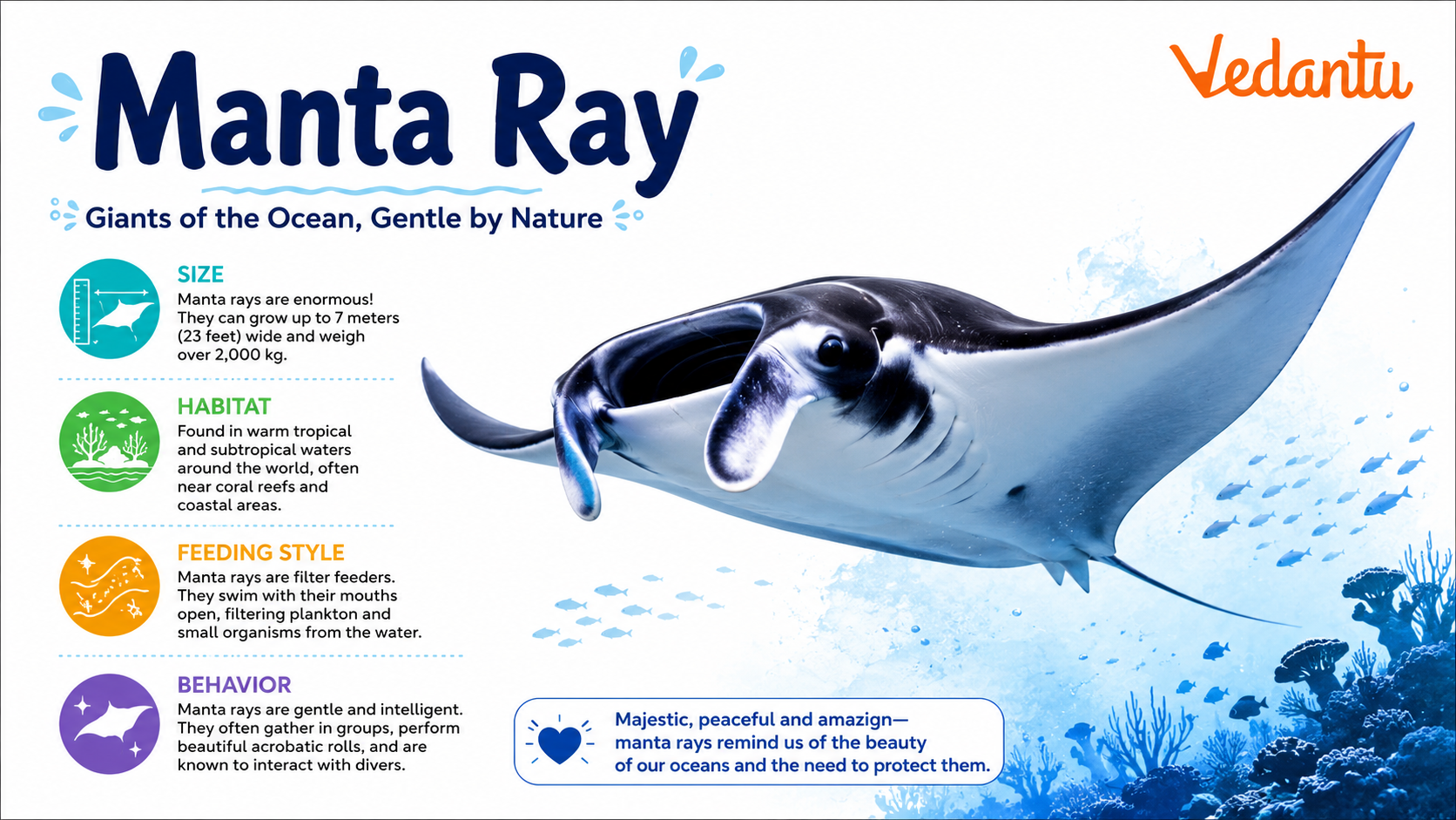 Manta Ray swimming in the ocean