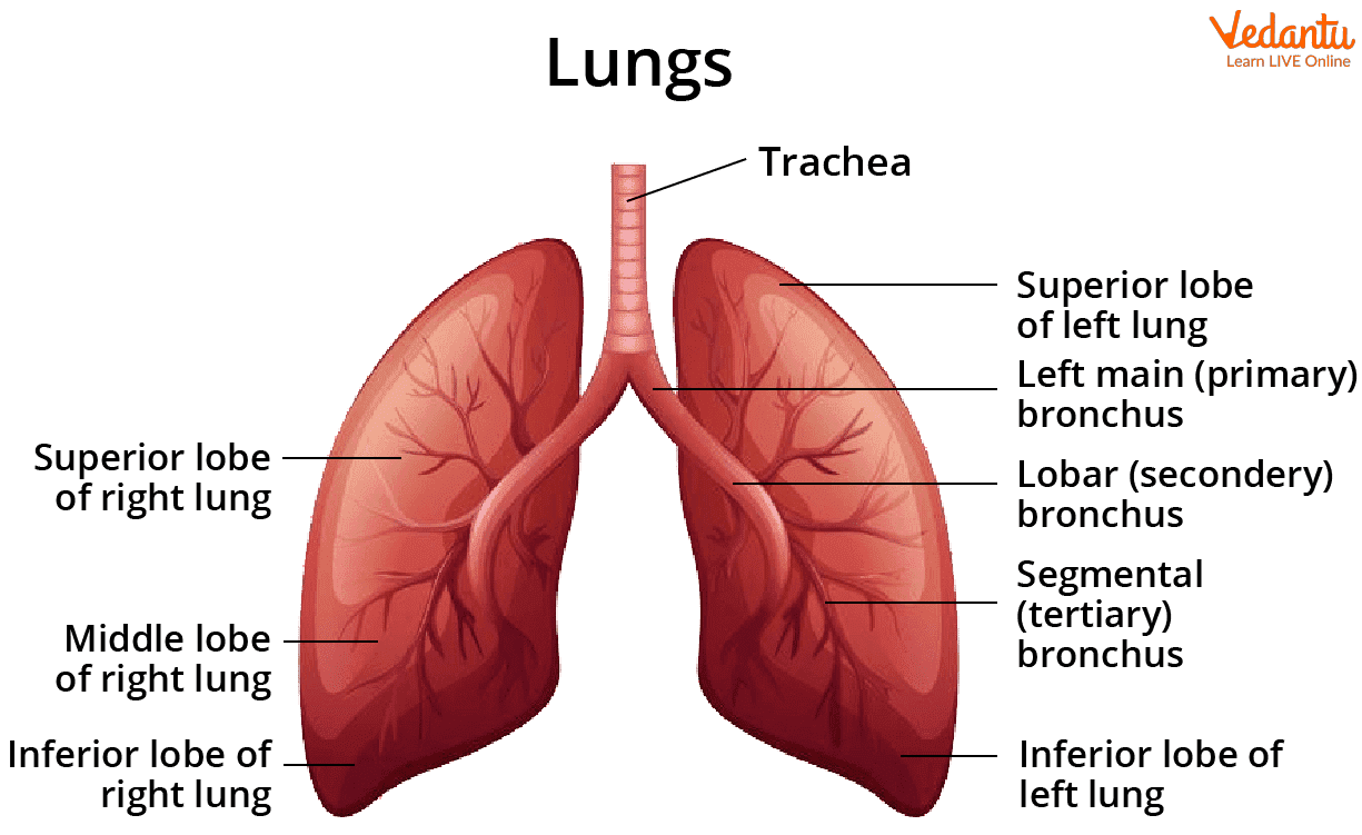 Structure Of Lungs Definition Diagram And Parts Structure Of Lungs Definition Diagram And Parts