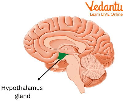 Hypothalamus